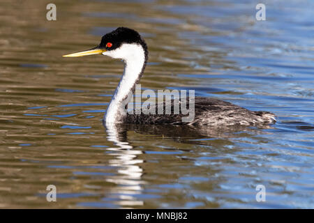 Western grebe am Putnam's Point am oberen Klamath Lake, Oregon, USA. Haubentaucher versammeln sich hier im Frühjahr und starkes Paar Anleihen bilden. Stockfoto