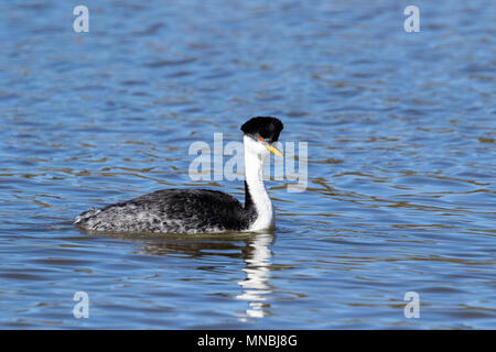 Western grebe am Putnam's Point am oberen Klamath Lake, Oregon, USA. Haubentaucher versammeln sich hier im Frühjahr und starkes Paar Anleihen bilden. Stockfoto