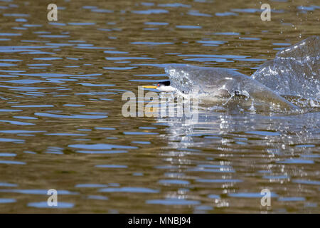 Western grebe Racing auf dem Wasser am Putnam's Point am oberen Klamath Lake, Oregon, USA. Stockfoto