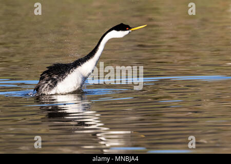 Western grebe am Putnam's Point am oberen Klamath Lake, Oregon, USA. Haubentaucher versammeln sich hier im Frühjahr und starkes Paar Anleihen bilden. Stockfoto