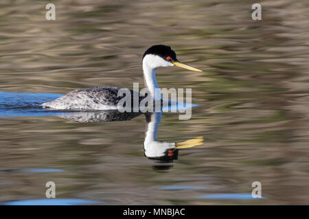 Western grebe am Putnam's Point am oberen Klamath Lake, Oregon, USA. Haubentaucher versammeln sich hier im Frühjahr und starkes Paar Anleihen bilden. Stockfoto