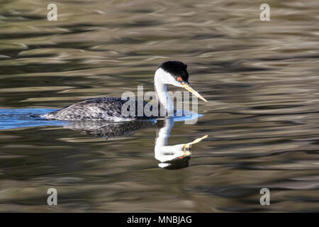 Western grebe am Putnam's Point am oberen Klamath Lake, Oregon, USA. Haubentaucher versammeln sich hier im Frühjahr und starkes Paar Anleihen bilden. Stockfoto