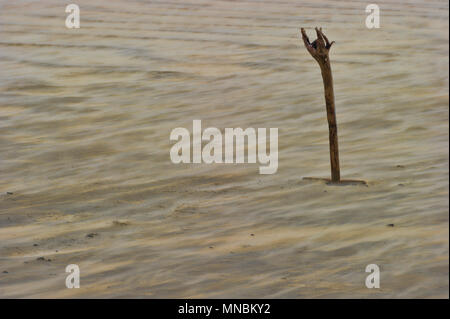 An einem kalten nassen windigen Tag am Oregon Küste ein einsamer Stick von treibholz in der Sandstrand, wie die Winde klemmt hinunter den Sand rund um die Basis. Stockfoto