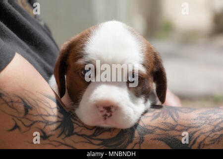 Hund Welpen im Tierheim auf der Suche nach Familie Stockfoto