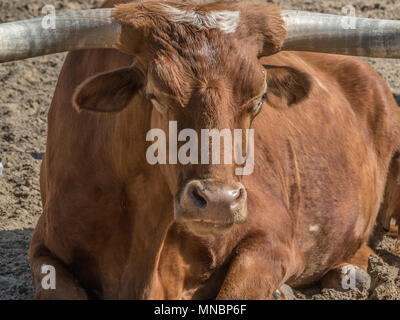 Longhorn Stockfoto