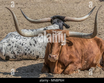 Longhorn Stockfoto