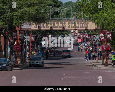 Longhorn Rinder Roundup FT Worth Stockyards Stockfoto