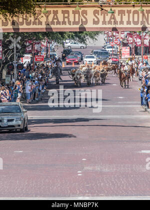 Longhorn Rinder Roundup FT Worth Stockyards Stockfoto