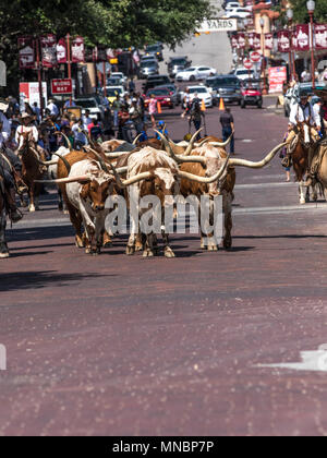 Longhorn Rinder Roundup FT Worth Stockyards Stockfoto