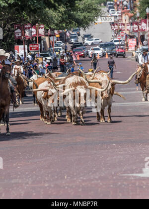 Longhorn Rinder Roundup FT Worth Stockyards Stockfoto