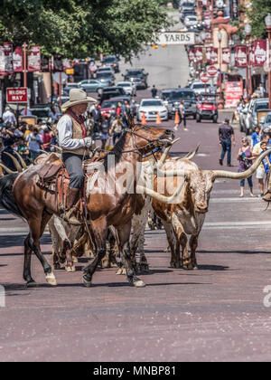 Longhorn Rinder Roundup FT Worth Stockyards Stockfoto