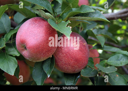 Zwei Äpfel in einem Baum hängen von einer Niederlassung. Außerhalb von Apple Orchard. Nahrung aus der Natur gewachsen. Süße Frucht zentriert doppel verbindung. Red Delicious Stockfoto