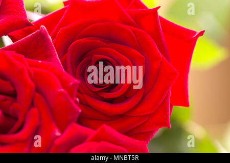 In der Nähe von einem schönen Strauß roter Rosen. Stockfoto