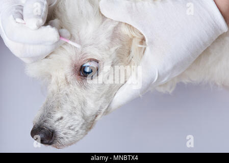 Wischen Hund Augen in der Tierklinik Nähe zu sehen. Stockfoto