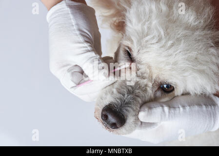 Reinigung Hund Augen mit Infektion close-up auf weißem Hintergrund Stockfoto