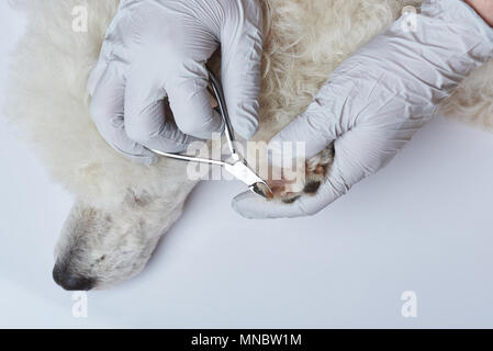 Verkleidung Pudel Nägel in Tierklinik Nahaufnahme Stockfoto