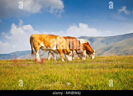 Kühe auf der Weide in der ökologischen Umwelt, Zlatibor Berg, Serbien. Stockfoto