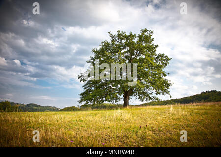 Baum auf der Wiese von Zlatibor Berg, Serbien. Zlatibor ist einer der schönsten Berge in Serbien. Stockfoto