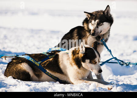 Schlittenhunde Husky Malamute im Schnee an einem sonnigen Tag Stockfoto