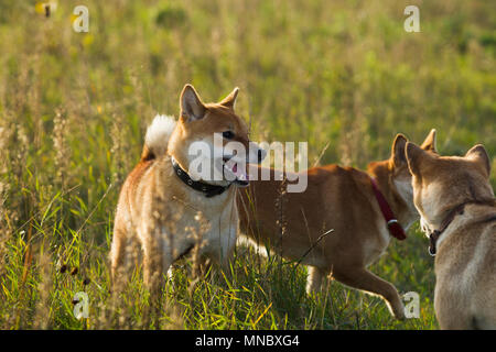 Hunde japanischen Rassen Sibu Inu auf einem Hintergrund von Gras, Sonnenlicht Stockfoto