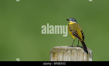 Schafstelze (Motacilla flava) das Hocken auf dem roundpole mit einem schönen grünen Bokeh. Stockfoto