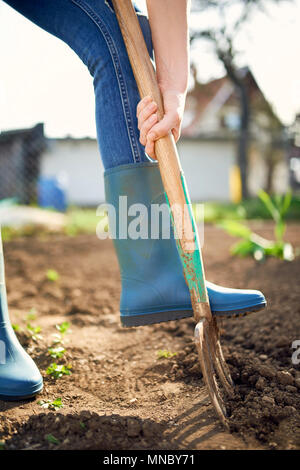 Arbeit in einem Garten - Graben Frühling Boden mit Spading Gabel. In der Nähe von graben Frühling Boden mit blauen Schaufel, es die Vorbereitung für die neue Aussaat. Stockfoto