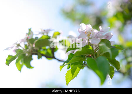 Wunderschön blühender Apfelbaum Blumen in Nahaufnahme (selektive Tiefe des Feldes) Stockfoto