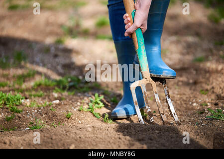 Arbeit in einem Garten - Graben Frühling Boden mit Spading Gabel. In der Nähe von graben Frühling Boden mit blauen Schaufel, es die Vorbereitung für die neue Aussaat. Stockfoto