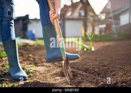 Arbeit in einem Garten - Graben Frühling Boden mit Spading Gabel. In der Nähe von graben Frühling Boden mit blauen Schaufel, es die Vorbereitung für die neue Aussaat. Stockfoto