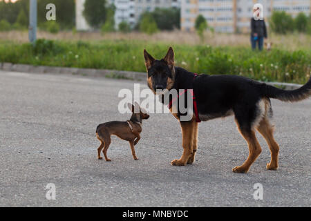 Russischer Toy Terrier und ein Welpe Schäferhund, für einen Spaziergang in der Stadt, das Abendlicht Stockfoto