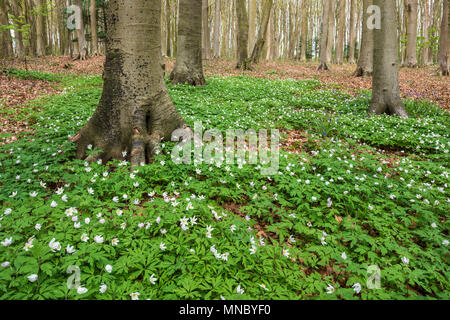 Blühenden Buschwindröschen (Anemone officinalis) auf einem Waldboden im Frühjahr. Stockfoto