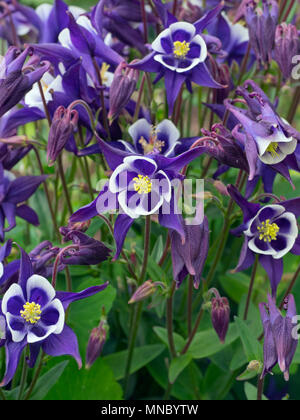 Aquilegia 'Spring Magic Blue & White' (Columbine) Stockfoto