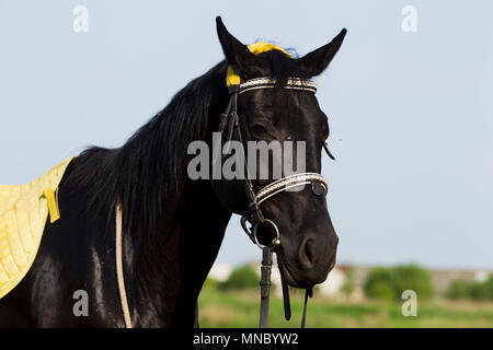 Schwarzes Pferd mit gelben Sattel und Zaum, zurück blicken Sommertag. Stockfoto