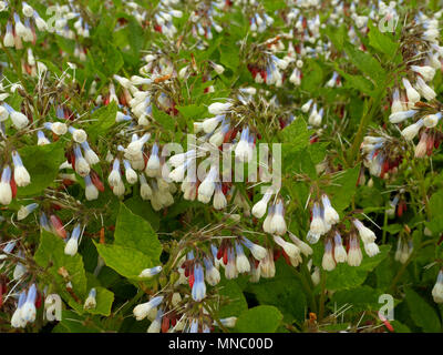 Beinwell Symphytum 'Hidcote Blue' (auch bekannt als Comphrey) im Kräutergarten Stockfoto