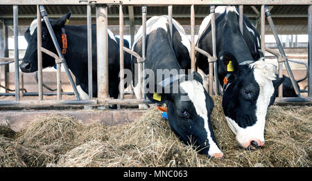 Reihe von Holstein Kühe füttern aus getrocknetem Gras in der Scheune auf niederländischen Bauernhof in Holland Stockfoto