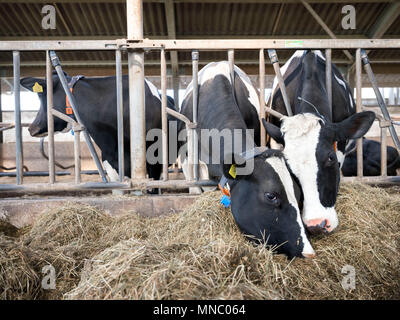 Reihe von Holstein Kühe füttern aus getrocknetem Gras in der Scheune auf niederländischen Bauernhof in Holland Stockfoto