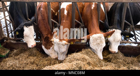 Reihe von Holstein Kühe füttern aus getrocknetem Gras in der Scheune auf niederländischen Bauernhof in Holland Stockfoto