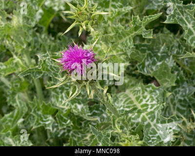 Pflanze Mariendistel Silybum marianum im Kräutergarten wächst Stockfoto