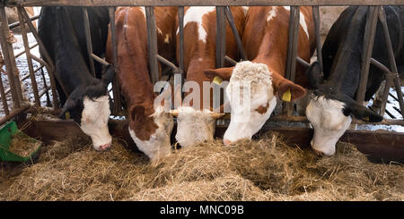 Reihe von Holstein Kühe füttern aus getrocknetem Gras in der Scheune auf niederländischen Bauernhof in Holland Stockfoto