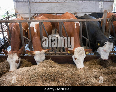 Reihe von Holstein Kühe füttern aus getrocknetem Gras in der Scheune auf niederländischen Bauernhof in Holland Stockfoto