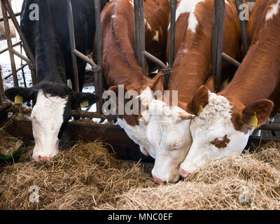 Reihe von Holstein Kühe füttern aus getrocknetem Gras in der Scheune auf niederländischen Bauernhof in Holland Stockfoto