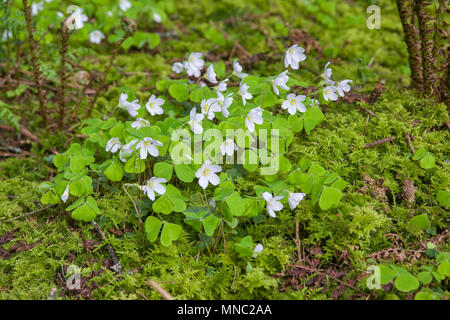 Gemeinsame Sauerklee (Oxalis Naiandinus) in Blüte in einem Waldgebiet in der Mendip Hills in Somerset, England. Stockfoto