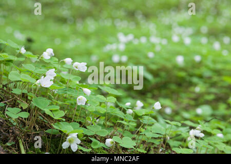 Ein Teppich von blühenden Gemeinsame Sauerklee (Oxalis Naiandinus) in einem Waldgebiet in der Mendip Hills in Somerset, England. Stockfoto