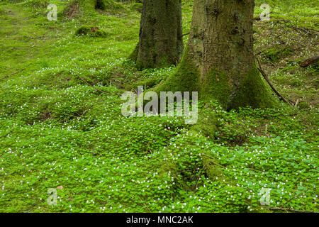 Ein Teppich von blühenden Gemeinsame Sauerklee (Oxalis Naiandinus) in einem Waldgebiet in der Mendip Hills in Somerset, England. Stockfoto