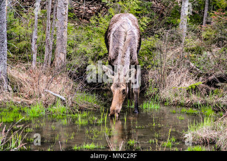 Trinken Elche im Wald Stockfoto