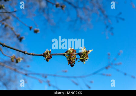 Kaum blühte im Frühjahr Faltblätter und blütenstände von Maple Tree closeup auf unscharfen Hintergrund Stockfoto