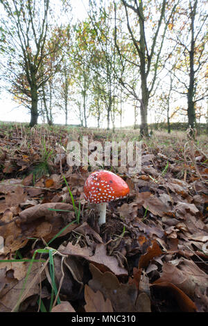 Pilz: Amanita muscaria in einer Waldlandschaft, allgemein bekannt als the fly Agaric. Giftige Fliegenpilz. Stockfoto
