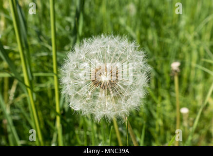 Löwenzahn-Samen-Leiter Stockfoto