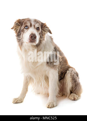 Border-Collie vor weißem Hintergrund Stockfoto