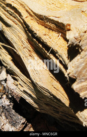 Gehackte Holz im Garten sitzen. Als abstraktes Foto genommen. Linien der Definition und Tiefe. Brennholz Flor. Die direkte Beleuchtung sitzen auf dem Stapel. Stockfoto